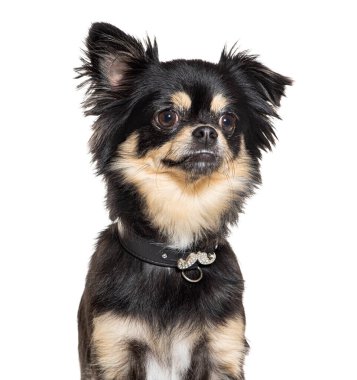 Siyah köpek tasması takan bir Chihuahua 'nın portresi.