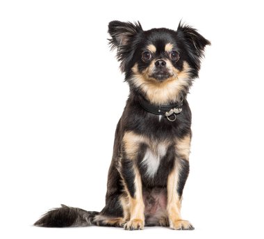 Siyah köpek tasması takan bir Chihuahua 'nın portresi.