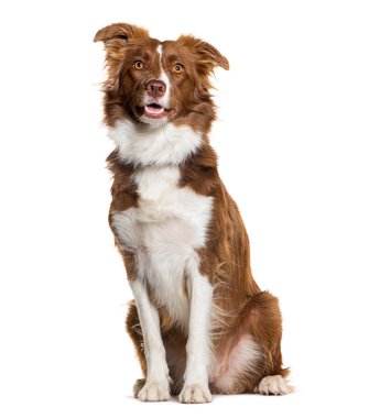 Kahverengi ve beyaz Border collie köpeği, beyaz üzerinde yalnız oturuyor.
