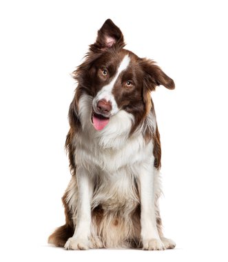 Kahverengi ve beyaz soluk soluğa kalan çoban köpeği kameraya bakıyor, beyaz üzerinde izole.