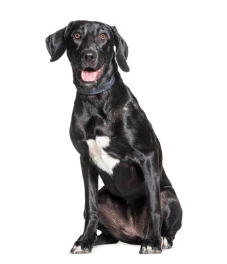 Piç köpek, Border Collie ve Weimaraner Cross, beyaz üzerinde izole edilmiş.