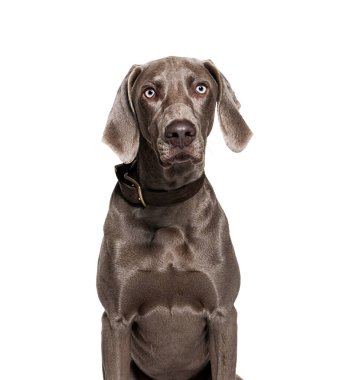 Weimaraner köpeği tasma takıyor, beyaz üzerine izole edilmiş.