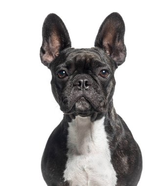 Siyah bir Fransız bulldog 'un kafasından vurularak, beyaz üzerine izole edilmiş.
