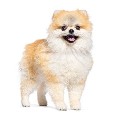 Ayakta duran Pomeranya köpeği soluk soluğa, beyaz tenli.