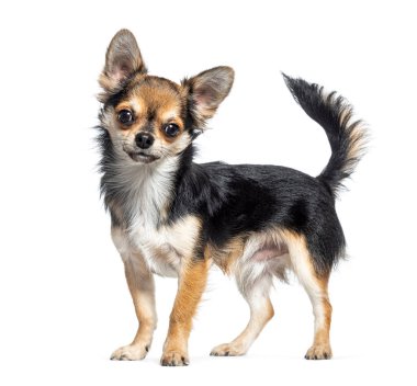 Kameraya bakan bir Chihuahua köpeğinin yan görüntüsü