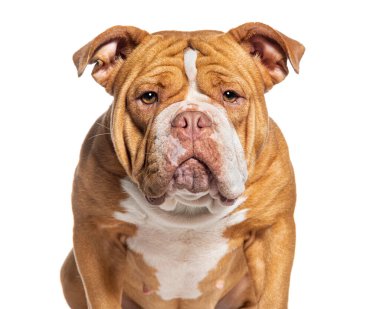 Kameraya bakan bir Amerikan kabadayı köpeğinin görüntüsü, beyaz üzerine izole edilmiş.