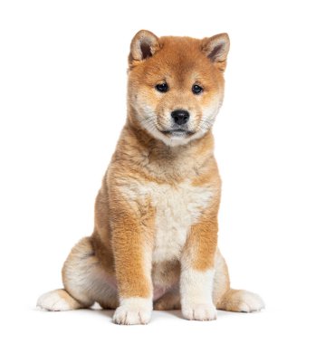 Yavru Shiba Inu, iki aylık, beyaz tenli.