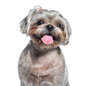 Bir Shih Tzu köpeğinin soluk soluğa beyaz üzerine soluk soluğa fotoğrafı.