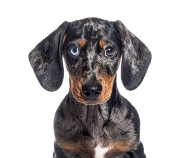 Kameraya bakan köpek yavrusu Merle Dachshund 'un tuhaf bakışlı görüntüsü, beyaz üzerine izole edilmiş.