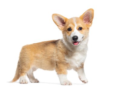 Mutlu duruş ve nefes nefese kalan yavru köpek Corgi Pembroke kameraya bakıyor, 14 haftalık, beyaz tenli
