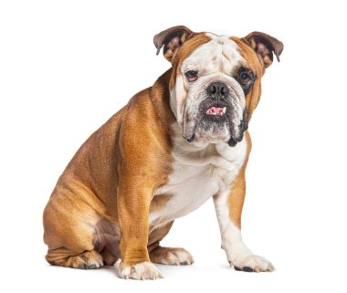 Oturan İngiliz Bulldog 'u kameraya bakıyor, beyaz tenli.