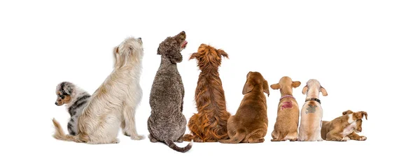 Вид Сзади Группу Собак Смотрящих Вверх Изолированных Белом — стоковое фото