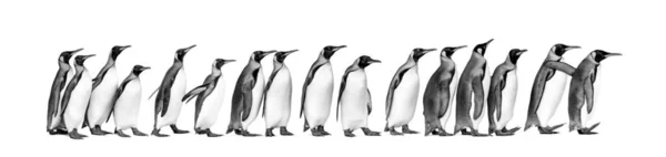 Visão Preto Branco Colônia Pinguins Rei Juntos Isolados Branco — Fotografia de Stock