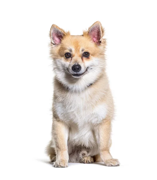 Crossbreed Cão Com Spitz Frente Fundo Branco — Fotografia de Stock