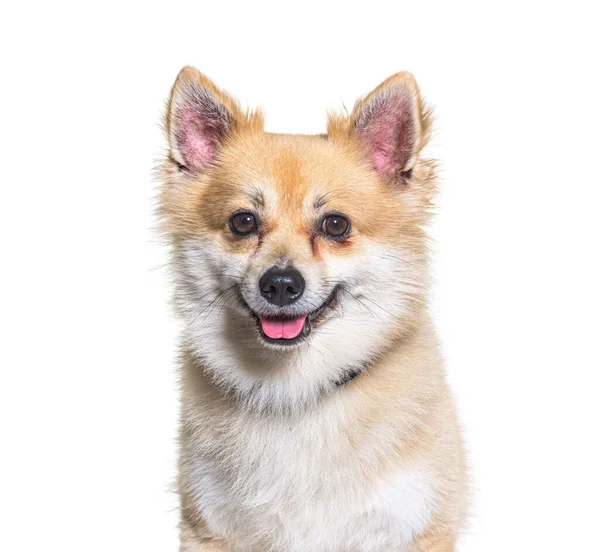 Crossbreed Hond Met Een Spitz Voor Witte Achtergrond — Stockfoto