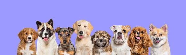 Large Group Head Shot Dogs Looking Camera Row Banner Colored — Stock Photo, Image