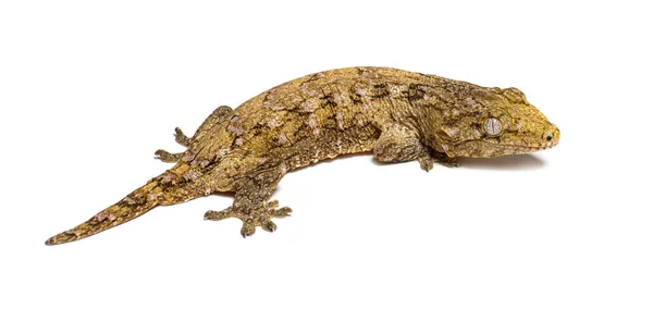 Nová Kaledonie Hrbolatý Gecko Pohled Zezadu Rhacodactylus Auriculatus — Stock fotografie