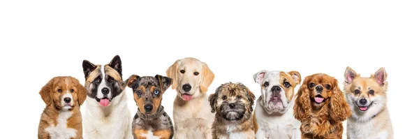 Sześć Miesięcy Czerwony Merle Nieparzystokopytny Szczeniak Jack Russell Terrier Izolowany — Zdjęcie stockowe
