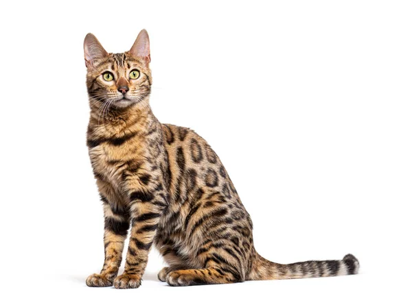 Side View Bengal Cat Sit Isolated White — Photo