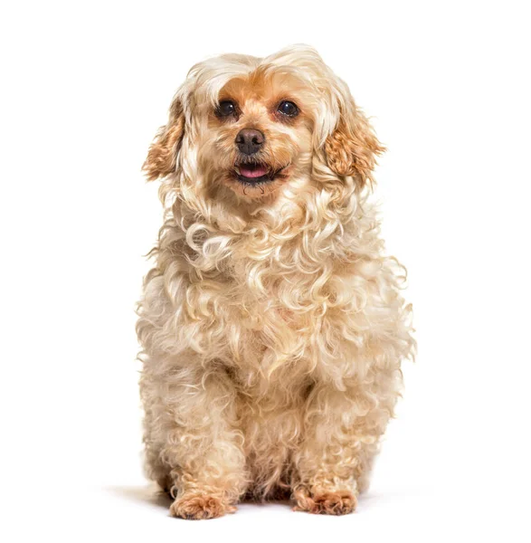 Beyaz Arka Plan Oturan Köpek Crossbreed — Stok fotoğraf