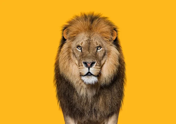 Portret Dorosłego Lwa Patrzącego Kamerę Panthera Leo Pomarańczowym Tle — Zdjęcie stockowe