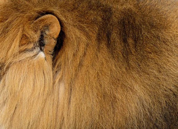 Ухо Крупным Планом Льва Меха Гривы Животного Происхождения — стоковое фото