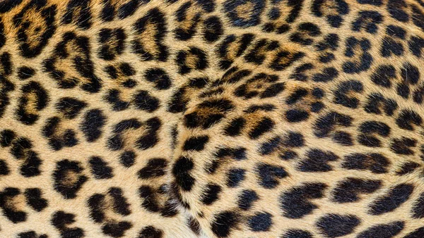 Close Spotted Leopard Fur Texture — Stock Photo, Image
