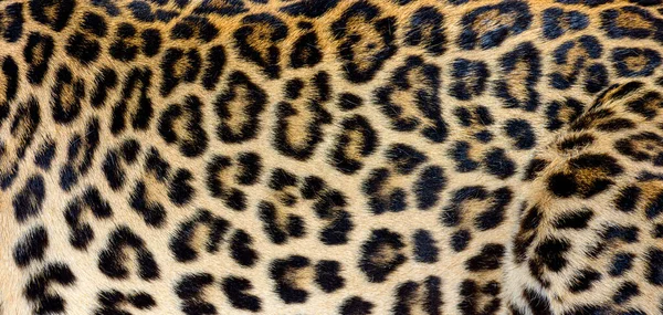 Nahaufnahme Von Geflecktem Leopardenfell — Stockfoto