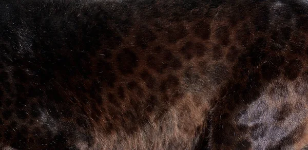 Крупный План Текстуры Меха Леопарда Черными Пятнами — стоковое фото