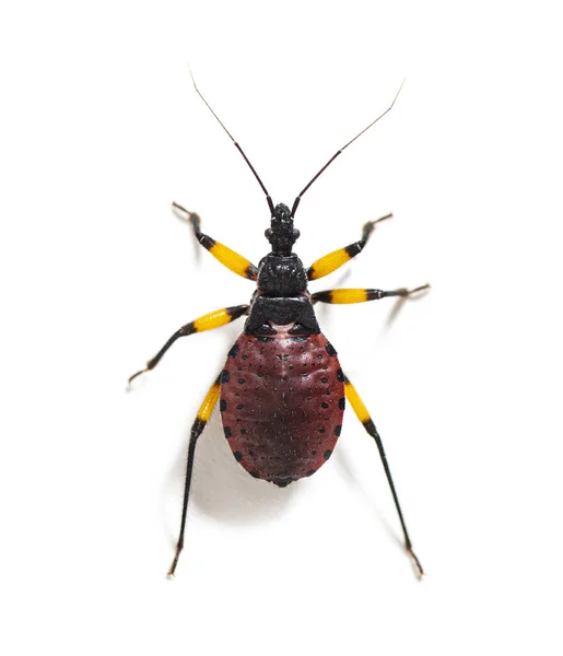 Υψηλή Άποψη Ενός Δεύτερου Instar Νύμφη Του Δικυύ Εντόπισης Bug — Φωτογραφία Αρχείου