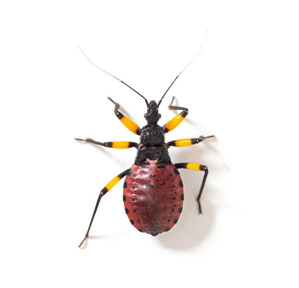 High View Second Instar Nymph Two Spotted Assassin Bug Platymeris — Stock Photo, Image