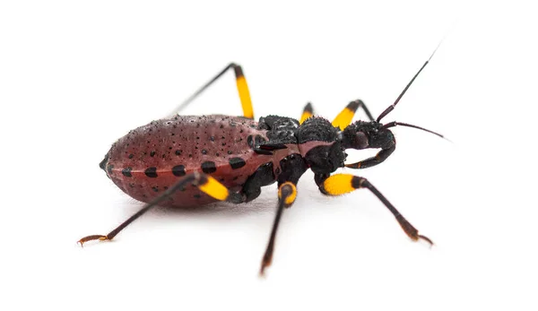 Second Instar Nymph Two Spotted Assassin Bug Platymeris Biguttatus Isolated — Stock Photo, Image