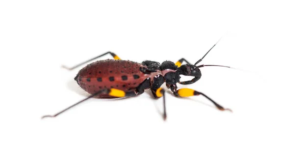 Tweede Fase Nimf Van Two Spotted Killer Bug Platymeris Biguttatus — Stockfoto