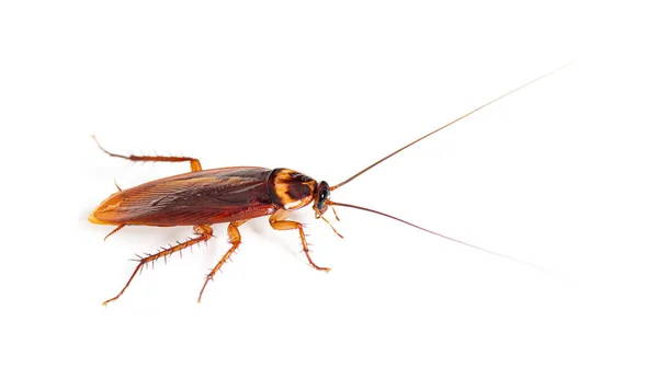 Amerikaanse Kakkerlak Periplaneta Americana Geïsoleerd Wit — Stockfoto