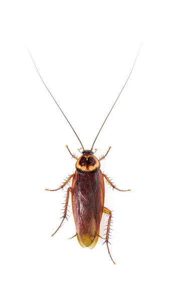 고립된 바퀴벌레 아메리카나의 — 스톡 사진
