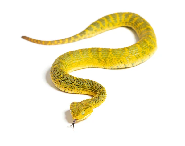 Leaf Viper Its Tongue Out Atheris Squamigera Isolated White — Stock Photo, Image