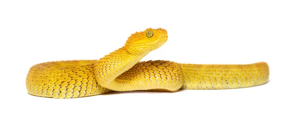 Leaf viper with its tongue out, Atheris squamigera, isolated on white Stock  Photo by Lifeonwhite