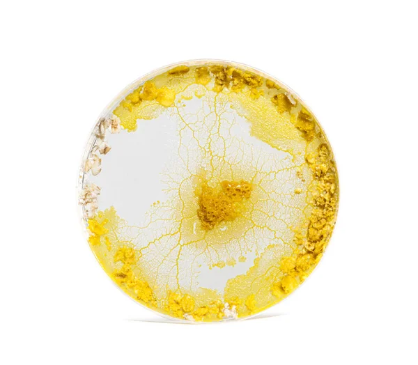 Blob Plastic Cercle Physarum Polycephalum Isolated White — Stock Photo, Image