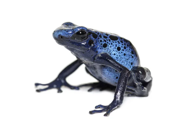 Mavi Zehirli Kurbağası Dendrobates Tinctorius Azureus Beyaz Üzerine Izole Edilmiş — Stok fotoğraf