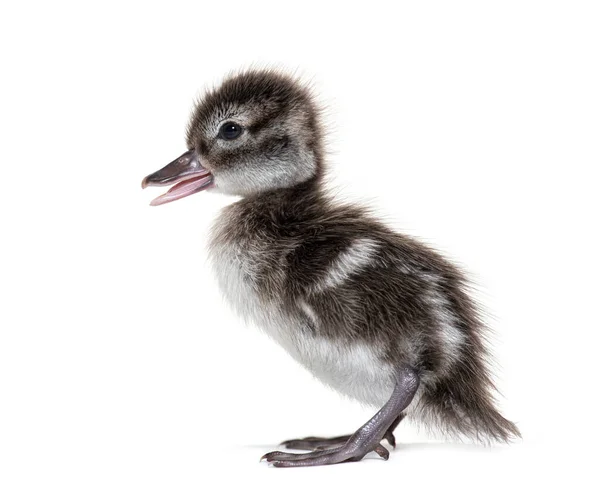 Poucos Dias Idade Madagascar Teal Duckling Anas Bernieri Isolado Branco — Fotografia de Stock