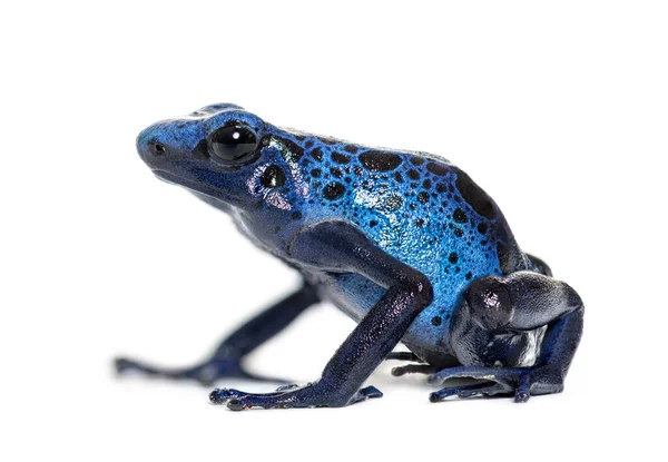 Γαλάζιος Δηλητηριώδης Βάτραχος Dendrobates Tinctorius Azureus Απομονωμένος Λευκό — Φωτογραφία Αρχείου