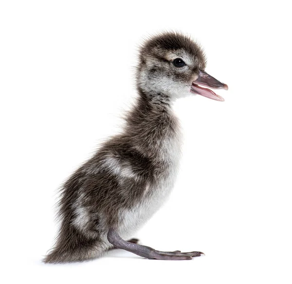 Poucos Dias Idade Madagascar Teal Duckling Anas Bernieri Isolado Branco — Fotografia de Stock