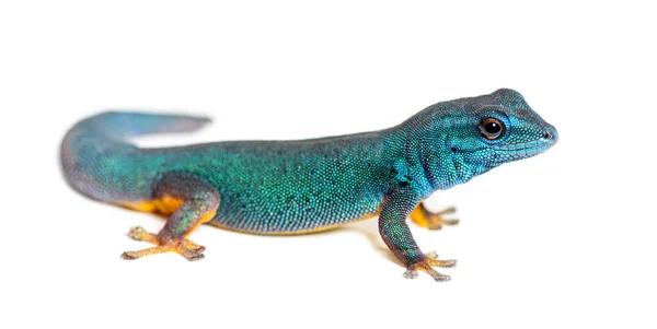 Elektromos Kék Gekkó Lygodactylus Williamsi Fehér Alapon Izolálva — Stock Fotó
