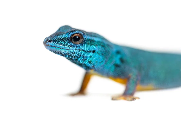 Porträt Eines Elektrischen Blauen Geckokopfes Lygodactylus Williamsi Isoliert Auf Weiß — Stockfoto