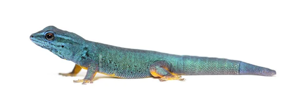 Gecko Niebieski Elektryczny Lygodactylus Williamsi Izolowany Białym — Zdjęcie stockowe