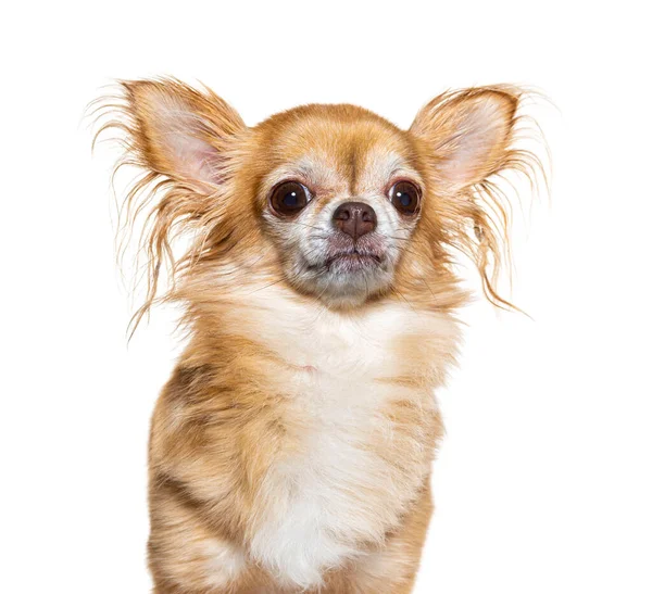 Tien Jaar Oud Chihuahua Hond Geïsoleerd Wit — Stockfoto