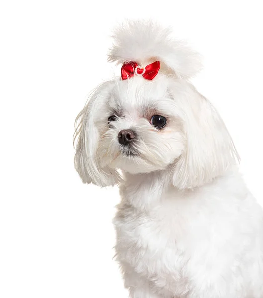 Maltese Hond Geïsoleerd Wit — Stockfoto