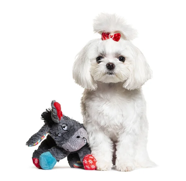 马耳他狗与他的玩具熊 孤立在白色的 — 图库照片