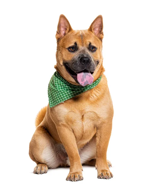 Panting Mixed Breed Dog Chow Chow American Bully Wearing Green — Stock Photo, Image