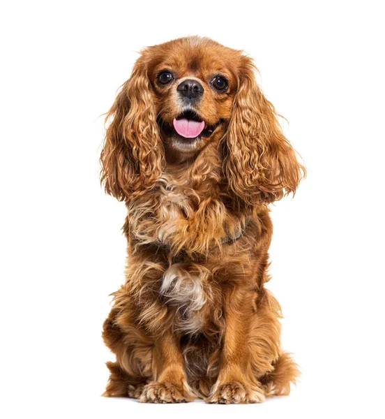 Happy Panting Cavalier King Charles Sapniel Looking Camera Isolated White — Stock Photo, Image